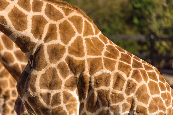 Close up of giraffe\'s skin with spots and mane. African wildlife