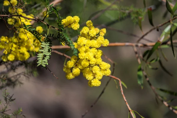 Acacia Flowers Close Australian Wattle Nature Background — Stock Photo, Image