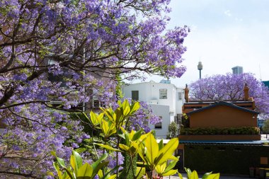 Çiçekli Jakaranda ağaçlar kentsel arka plan ile. Bahar Sydney, Avustralya