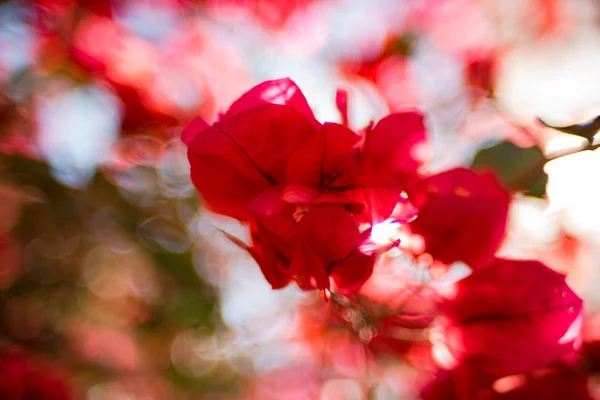 Abstrakt Blommig Bakgrund Med Röda Blommor Och Bokeh Extremt Smala — Stockfoto