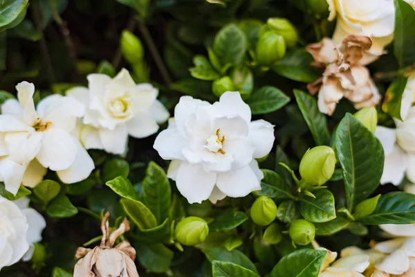 Fond Floral Abstrait Fleurs Gardénia Blanches — Photo