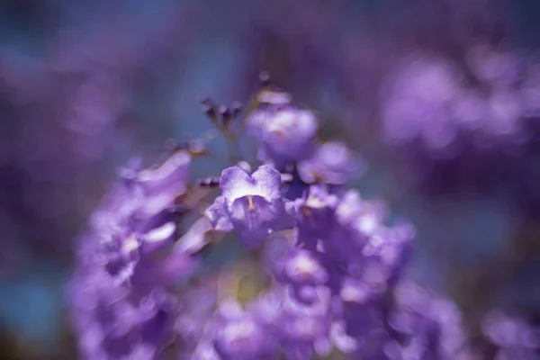Close Jacaranda Tree Flowers Soft Focus Soothing Floral Background — Stock Photo, Image