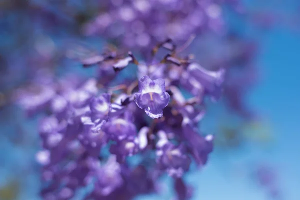 Close Jacaranda Tree Flowers Soft Focus Soothing Floral Background — Stock Photo, Image