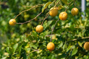 Olgun sarı limon ağacı dalı üzerinde arka planda yemyeşil bitki örtüsü ile