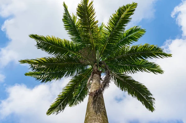 Looking Canopy Palm Tree Holiday Concept — Stock Photo, Image