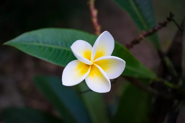 Frangipani Flor Plumeria Com Pétalas Brancas Amarelas Folhas Verdes Escuras — Fotografia de Stock