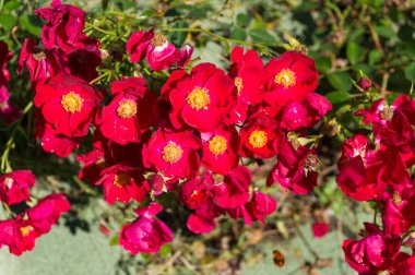 Köpek rose çalı parlak kırmızı çiçek. Çiçek arka plan