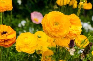 Parlak sarı turuncu anemon çiçekleri yeşil yaprakları ile çevrili. Doğa Çiçek arka plan