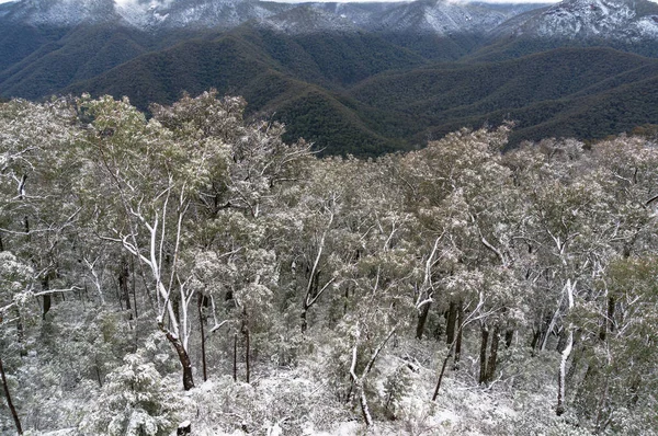Ορεινό Τοπίο Δέντρα Καλυμμένα Χιόνι Χιονισμένα Βουνά Αυστραλία — Φωτογραφία Αρχείου