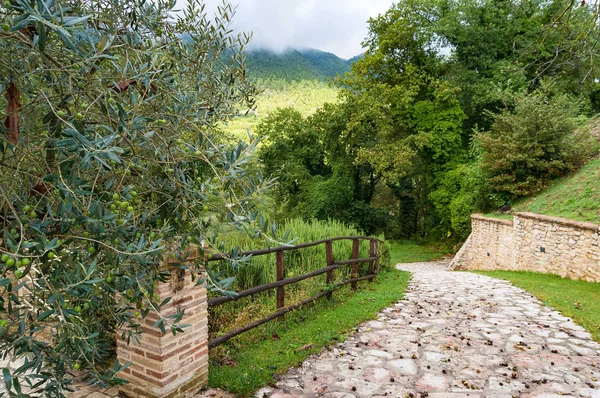 Schöne Landschaft Mit Steinweg Zwischen Grünen Olivenbäumen Italien — Stockfoto