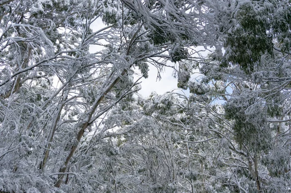 Cubierto Nieve Eucalipto Copas Árboles Paisaje Invierno —  Fotos de Stock