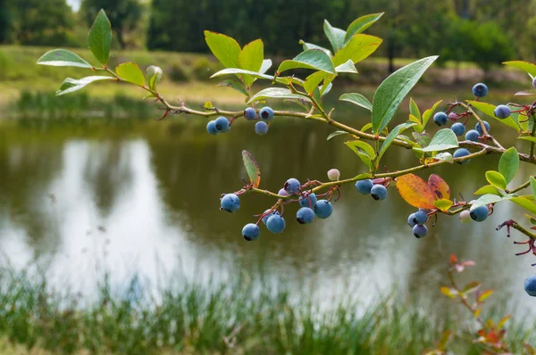 Ripe blueberries on a blueberry bush with pond on the background background