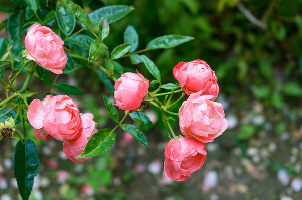 Нежный Розовый Чай Розовые Почки Цветы Зелеными Листьями Утренней Росой — стоковое фото