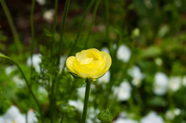 Flor Botão Anêmona Amarela Contra Flores Brancas Fundo Foco Seletivo — Fotografia de Stock