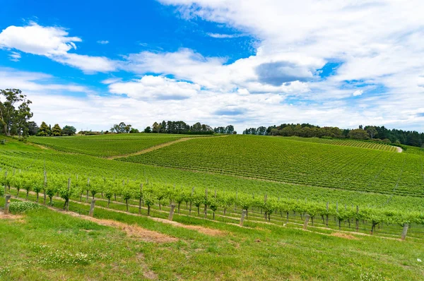 Panoramic landscape of vineyard with green grape vines — Stock Photo, Image