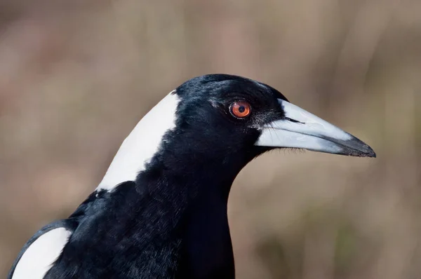 Vahşi Magpie kuş portresi. Yakın çekim — Stok fotoğraf