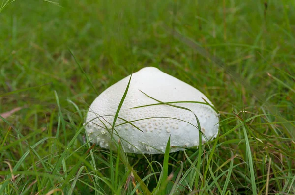 Vit ätbara champinjoner i grönt gräs — Stockfoto