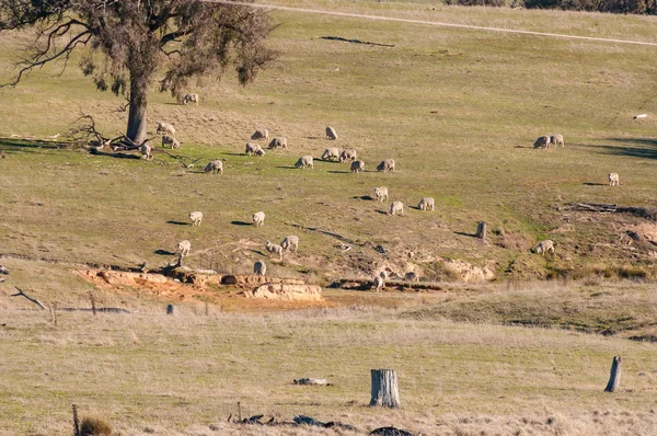 Dry farmland with sheep grazing. Drought in Australia — Stock Photo, Image