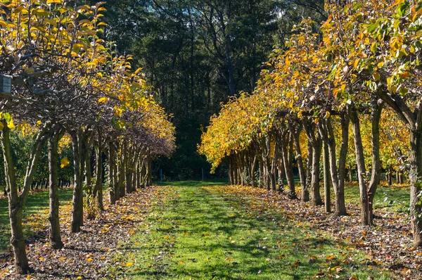 Autumn in an orchard with row of trees — Stock Photo, Image