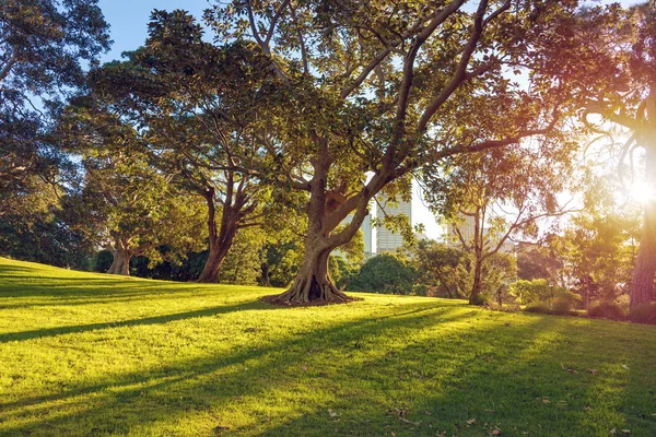 Parque urbano con grandes árboles y rascacielos en el fondo — Foto de Stock