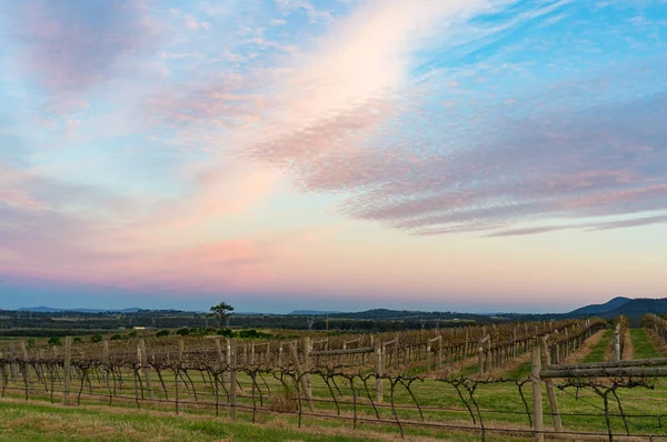 Beautiful Vineyard Landscape Sunset Pink Blue Sky Hunter Valley Australia — Stock Photo, Image