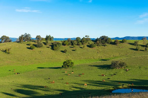 Aerial View Grazing Cows Green Paddock Pasture Rural Farm Landscape — Stock Photo, Image