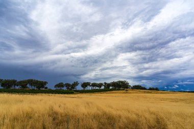 Buğday alan ve dramatik fırtınalı gökyüzü ile tarım manzara. Kırsal köy ve Çiftlik Turizmi