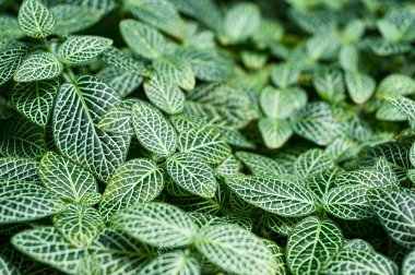 Doğa arka plan güzel Sanchezia speciosa çalı yaprakları