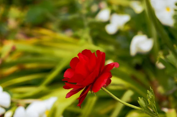 Ljusa Crimson Röd Dekorativ Vallmo Blomma Med Frodig Grönska Bakgrunden — Stockfoto