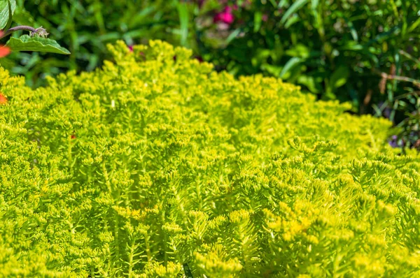 Nasłonecznione Jasny Żółty Roślin Zielonych Tle Natura — Zdjęcie stockowe