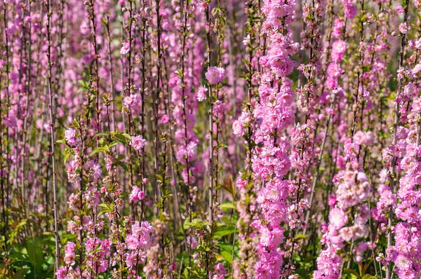 Spring Nature Background Pink Cherry Sakura Flowers — Stock Photo, Image
