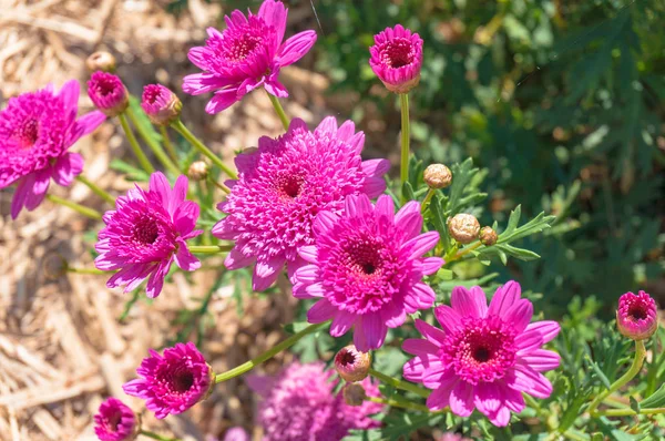 Linda Flor Crisântemo Rosa Jardim Flores Brilhantes Canteiro Flores — Fotografia de Stock