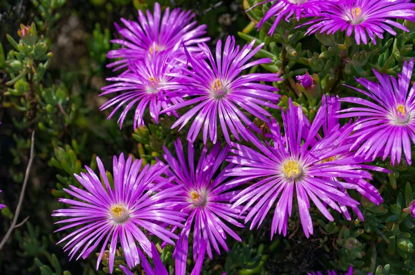 Flor Iceplant Roxo Hardy Ice Plant Flores Roxas Brilhantes Canteiro — Fotografia de Stock