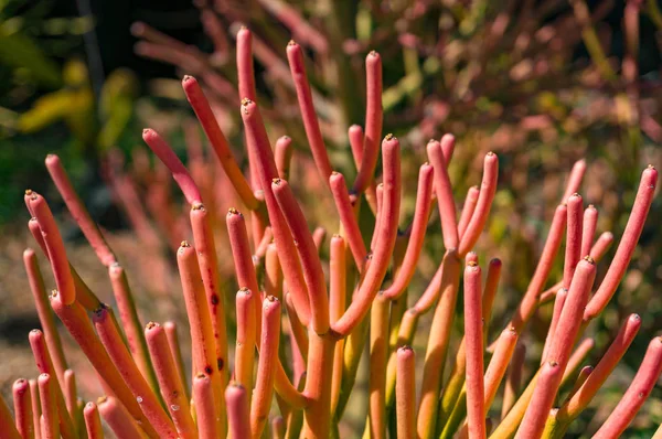 Bright Orange Red Firestick Plant Garden Tropical Nature Background — Stock Photo, Image