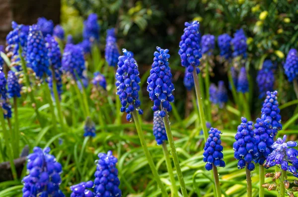 Flores Muscari Azul Brillante Macizo Flores Primavera Naturaleza Fondo — Foto de Stock