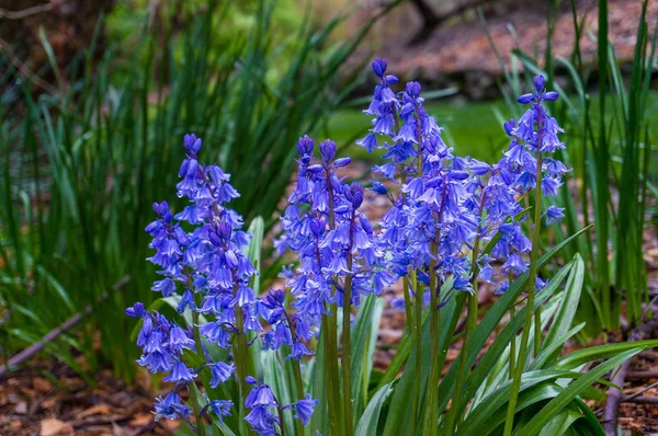 Bright Spanish Bluebell Flores Macizo Flores Jardín Primavera Naturaleza Fondo — Foto de Stock