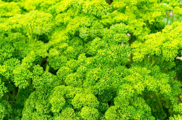 Ljust Grön Trädgård Persilja Lämnar Närbild Natur Bakgrund — Stockfoto