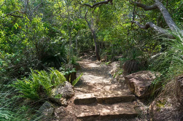 Hiking path with stone stairs in tropical rainforest. Hiking and trekking in the wild