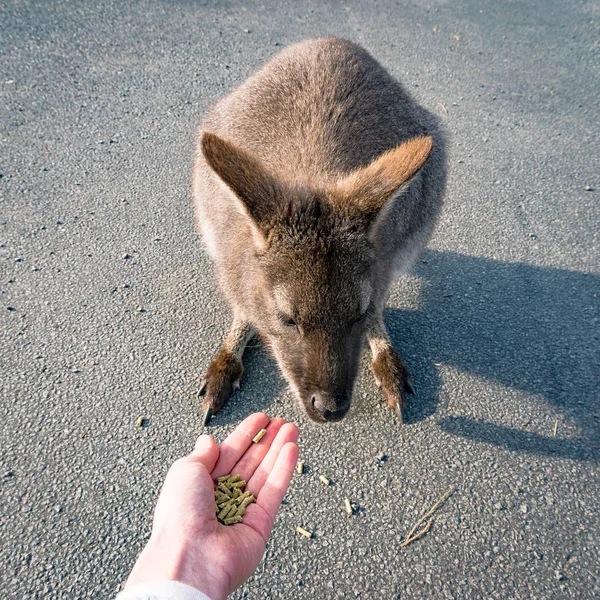 Ausztrál Vadvilág Etetés Vad Kenguru Rock Wallaby Kezét — Stock Fotó