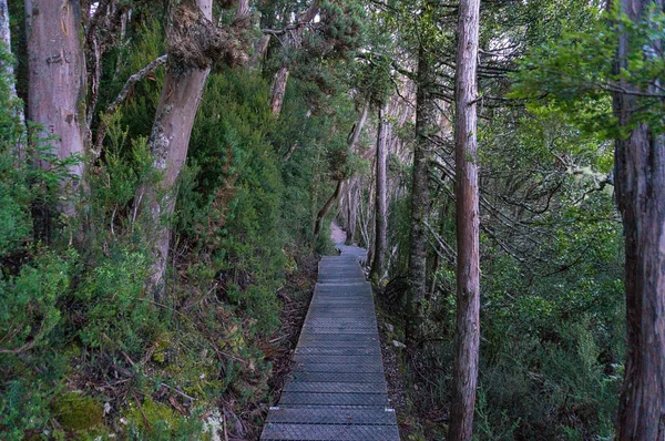 Dřevěná Stezka Trať Lese Národní Park Cradle Horský Okruh Austrálie — Stock fotografie