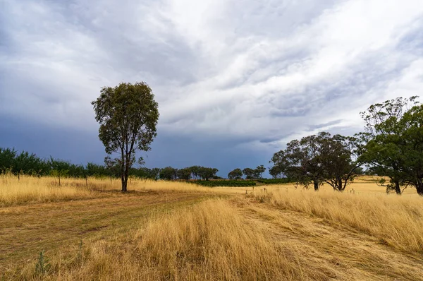 Yellow Grass Hay Field Landscape Cloudy Day — Stock Photo, Image