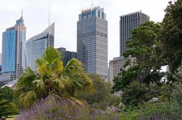 Sydney Cbd Central Business District Skyline Com Árvores Tropicais Exuberantes — Fotografia de Stock