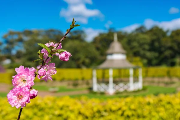Różowy kwiat wiśniowy oddział przeciwko parku na tle — Zdjęcie stockowe