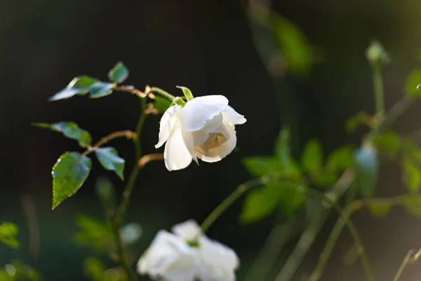 Vit ros blomma på blom bädd — Stockfoto