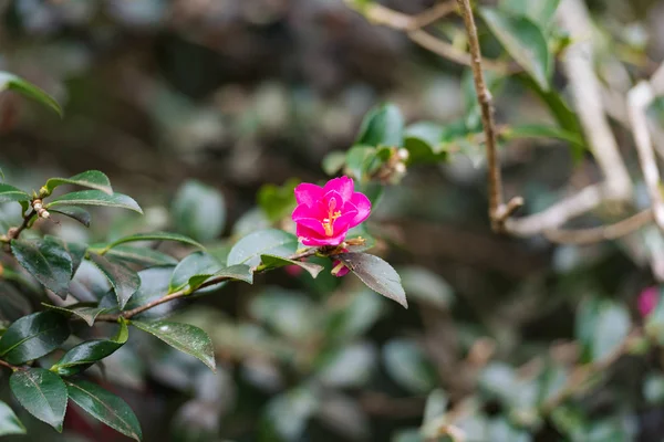 Rosa japanska Camellia blomma — Stockfoto