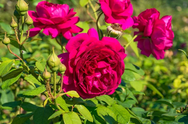 Jaskrawoczerwone czerwone róże kwiaty — Zdjęcie stockowe