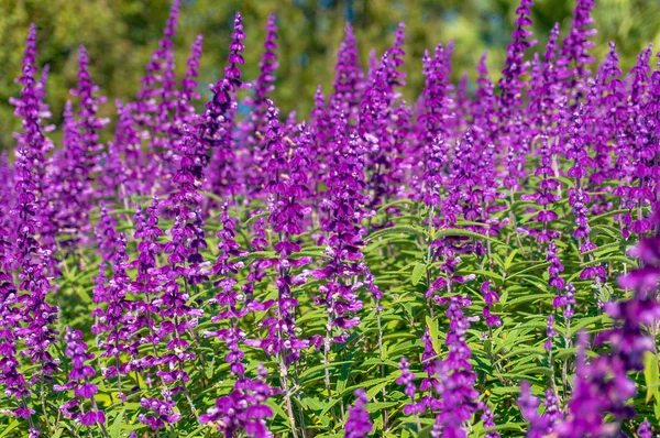 Beautiful purple flowers nature background — Stock Photo, Image