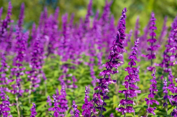 Beautiful purple flowers nature background — Stock Photo, Image