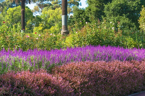 Kolorowe rośliny kwitnące — Zdjęcie stockowe