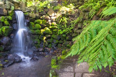 Bir bahçede Şelale, ön planda eğrelti otu yaprakları odaklanarak park. Seçici odak, sığ Dof